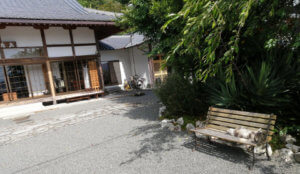 宝泉寺にはよく猫がいます(1)